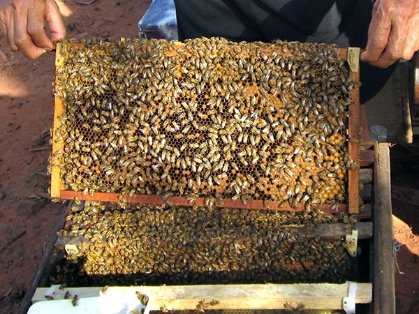cách nuôi ong lấy mật