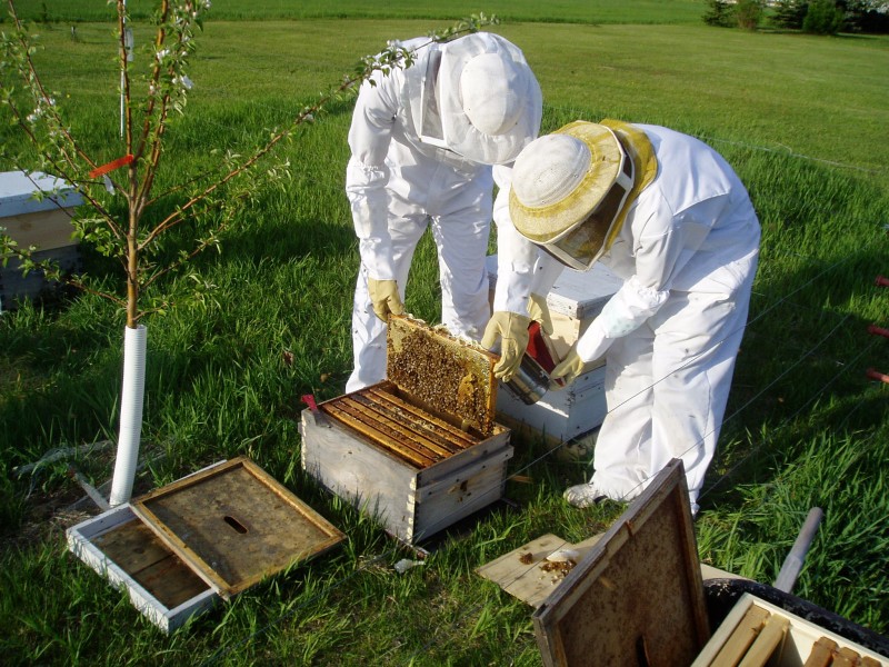 cách nuôi ong lấy mật