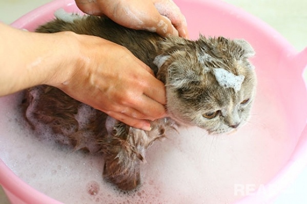 hướng dẫn các bạn cách tắm cho mèo an toàn và hiệu quả nhất
