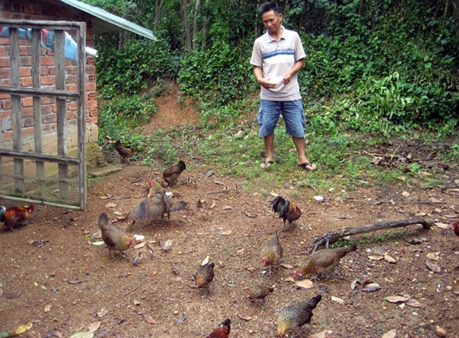kĩ thuât cơ bản nhất trong việc chăm sóc gà rừng