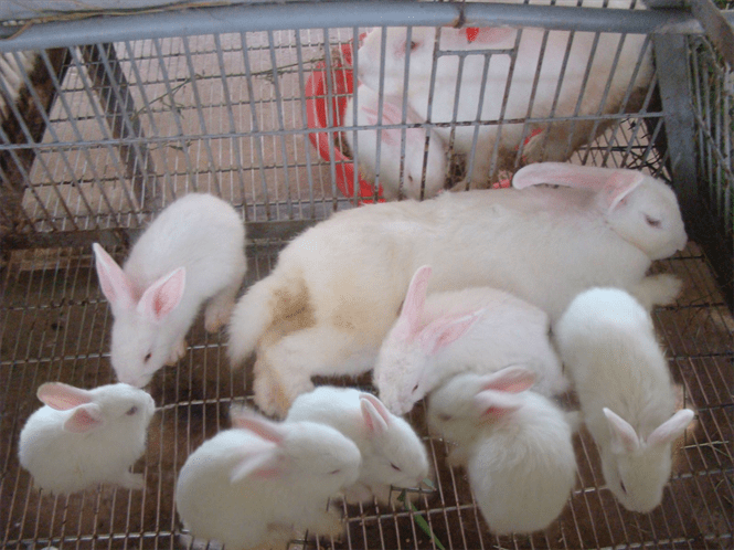 những điều cần biết trong việc chăm nuôi thỏ con
