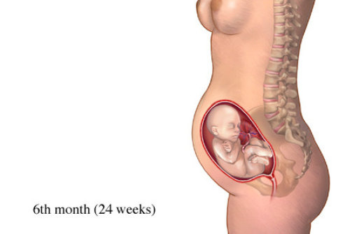 Sự phát triển thai nhi tháng thứ 6 và sự thay đổi của cơ thể mẹ.