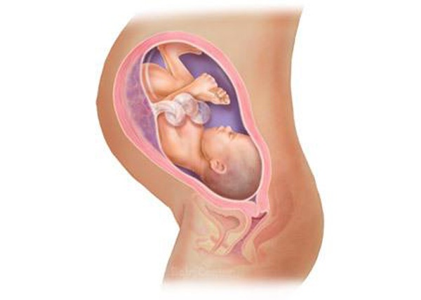 Những hình ảnh của 41 tuần thai nhi vô cùng độc đáo trong bụng mẹ.
