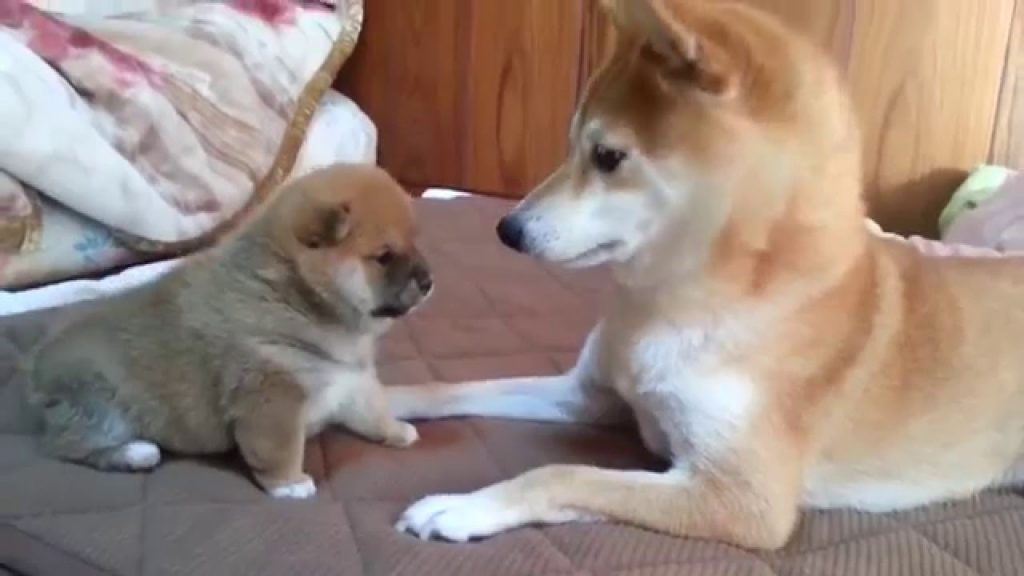 Cách chăm sóc chó mẹ sau sinh và chó con mới sinh