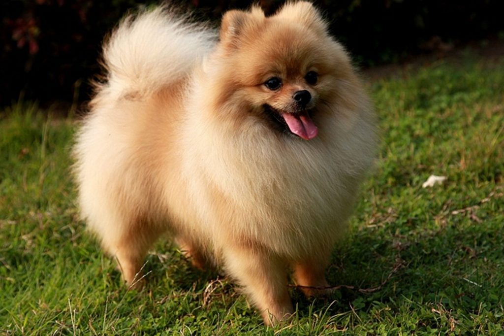 Chó cảnh Pomeranian( chó Phốc Sóc)