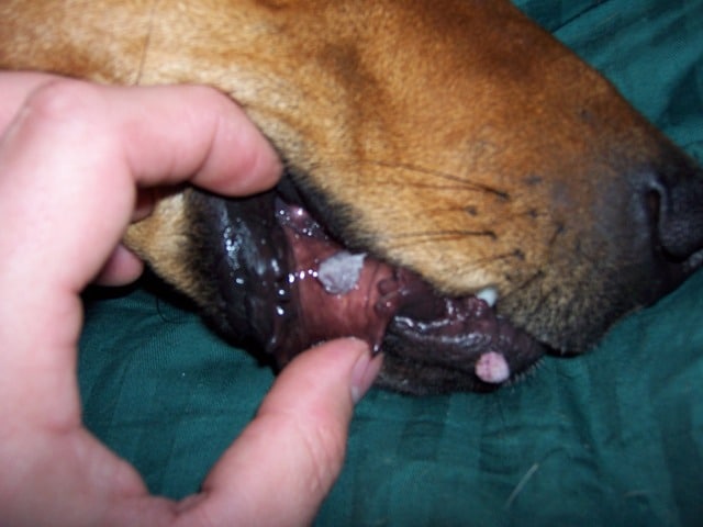 Bệnh truyền nhiễm u nhú ở chó( bệnh Papillomavirus)