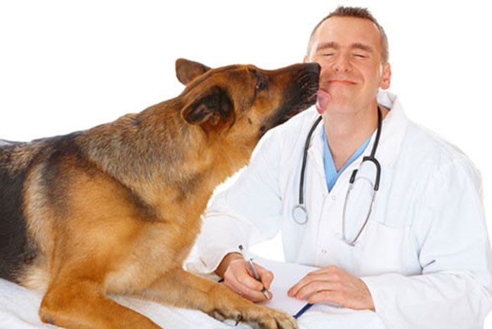 Cách phòng tránh căn bệnh suy thận ở chó