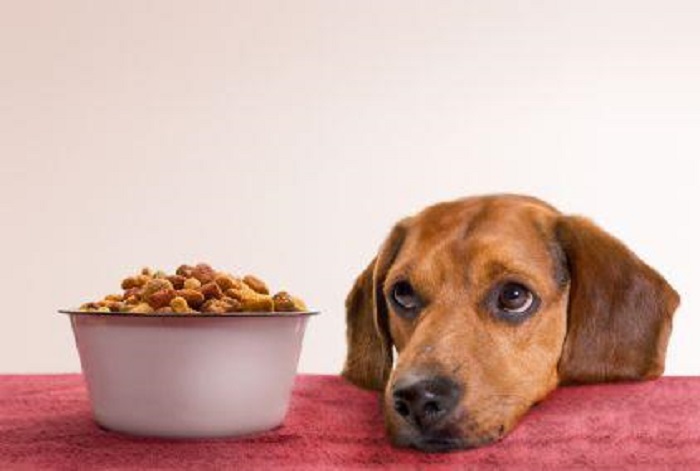 các loại thức ăn nào giúp bồi bổ cho chú chó