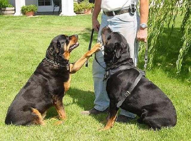 Cách huấn luyện chó chắp tay lạy