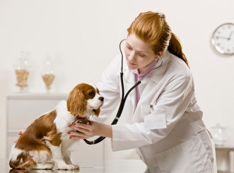 cách phòng ngừa bệnh dại cho chó