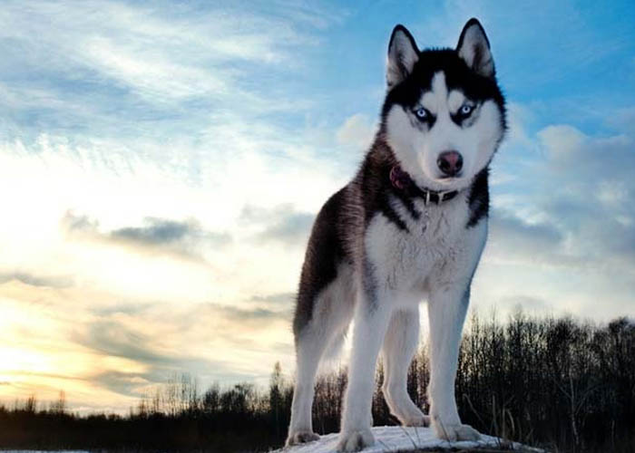 Đặc điểm và thông tin về loài chó Husky Sibir