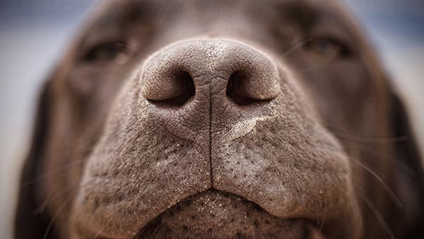 Cách xử lý khi chó bị viêm mũi
