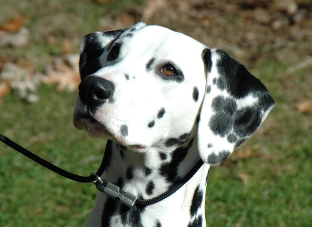 Giống chó Đốm( Dalmatian)