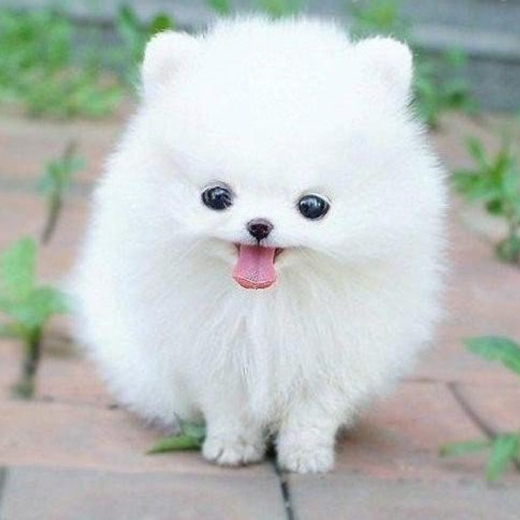 Chó cảnh Pomeranian( chó Phốc Sóc)