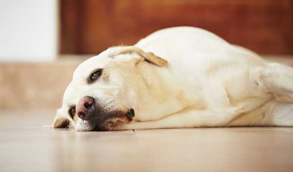 Cách phòng ngừa và điều trị bệnh viêm dạ dày-ruột ở chó