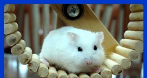 Hướng dẫn cách chuẩn bị những đồ dùng cơ bản khi nuôi hamster