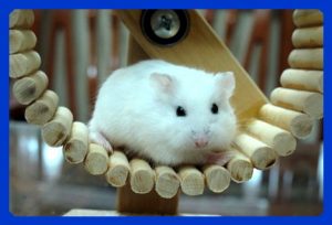 Hướng dẫn cách chuẩn bị những đồ dùng cơ bản khi nuôi hamster