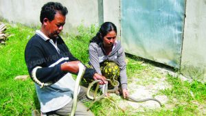 Cách nuôi rắn ri voi tại nhà đơn giản cho năng suất cao