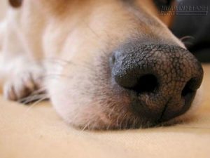 Hướng dẫn tìm hiểu về các giác quan của chó