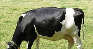 Hướng dẫn chọn và phối giống bò sữa