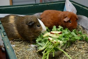 Hướng dẫn chế độ ăn và dinh dưỡng khi nuôi hamster