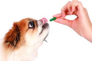 Cách cho chó uống thuốc