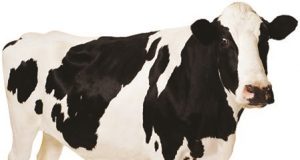 Hướng dẫn cách chọn mua một con bò sữa tốt