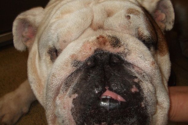Chú chó thay đổi diện mạo và cuộc đời bằng ca phẫu thuật căng da mặt