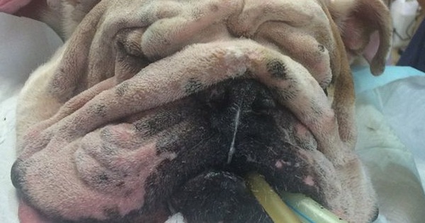 Chú chó thay đổi diện mạo và cuộc đời bằng ca phẫu thuật căng da mặt