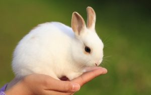 Cách phòng trị các bệnh thường gặp ở thỏ