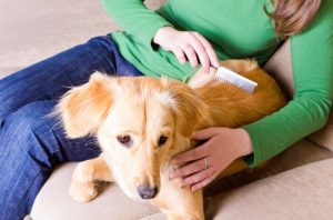 Hướng dẫn cách chăm sóc cún yêu