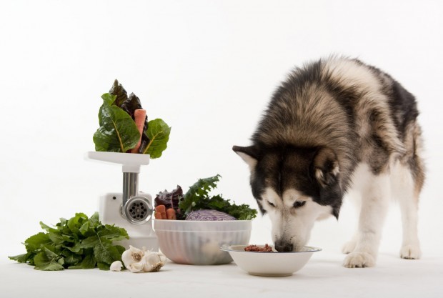 Chế độ dinh dưỡng cho những chú chó cao tuổi