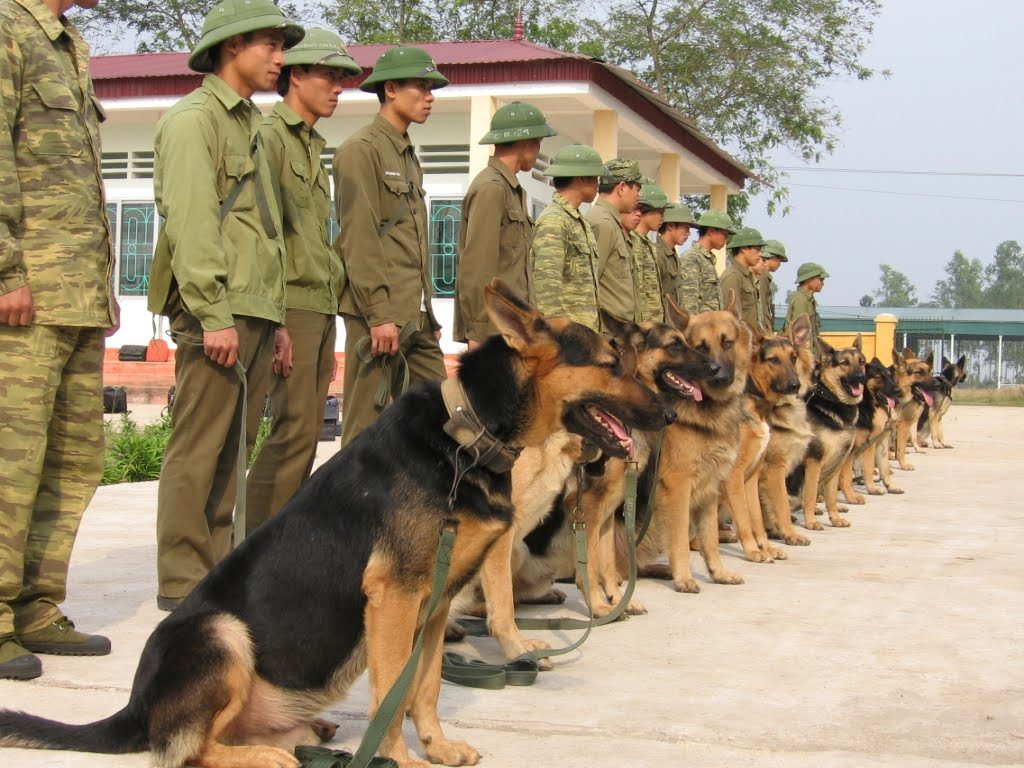 Huấn luyện chó bảo vệ ở trạng thái phòng thủ