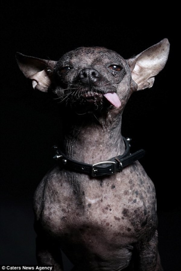 Các chú chó xấu nhất trong mùa giải hoa hậu chó năm 2015