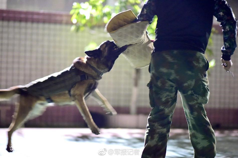 Cách huấn luyện chó bảo vệ ở trạng thái săn mồi