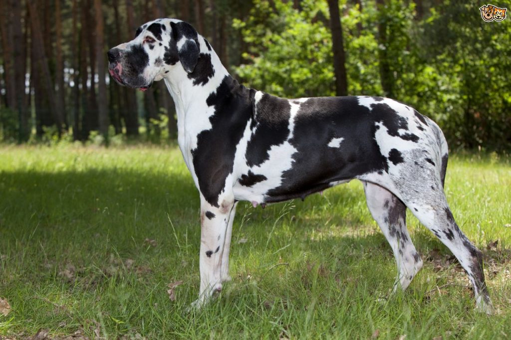 Giống chó Great Dane( Mệnh danh là Gã khổng lồ Hy Lạp)