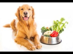 10 thực phẩm nguy hiểm cần tránh cho chó cưng ăn