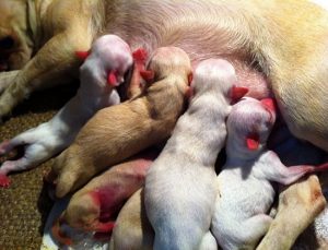 Hướng dẫn cách chăm sóc chó đẻ trước trong và sau khi sinh