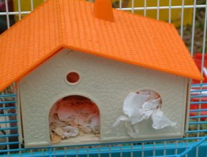 Hướng dẫn chế độ ăn và dinh dưỡng khi nuôi hamster