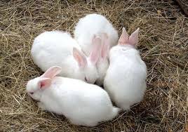 Hướng dẫn cách chăm sóc thỏ