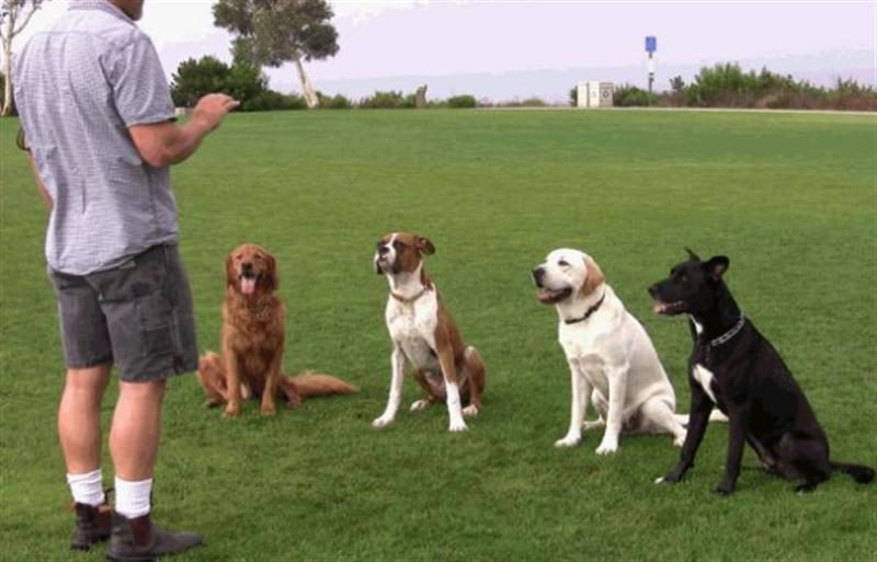 Huấn luyện bằng 4 cách cơ bản cho chú chó