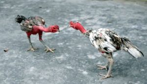 Hướng dẫn mẹo chọn và nuôi gà chọi sung sức