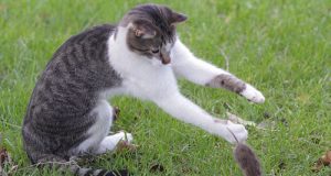 Cách chọn và nuôi mèo giỏi bắt chuột trong nhà