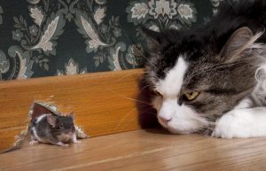 Cách chọn và nuôi mèo giỏi bắt chuột trong nhà