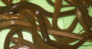 Làm thế nào để nuôi lươn trên cạn