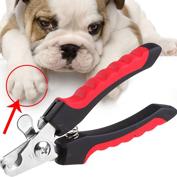 Cần cắt tỉa móng chân cho chú chó như thế nào?