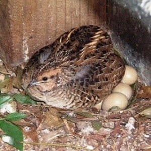Kỹ thuật nuôi chim cút đẻ trứng
