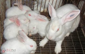 Cách phòng trị các bệnh thường gặp ở thỏ
