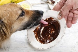 10 thực phẩm nguy hiểm cần tránh cho chó cưng ăn