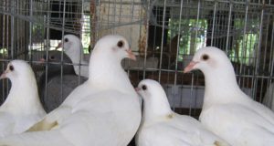 Hướng dẫn cách nuôi chim bồ câu đạt năng suất cao